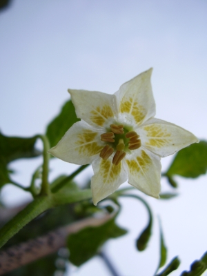 Blüte von Capsicum baccatum